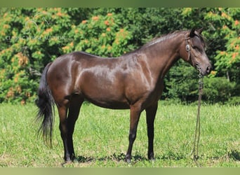 Missouri Foxtrotter, Valack, 5 år, 142 cm, Svart