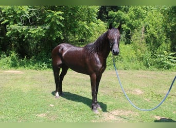 Missouri Foxtrotter, Valack, 7 år, 132 cm, Brun