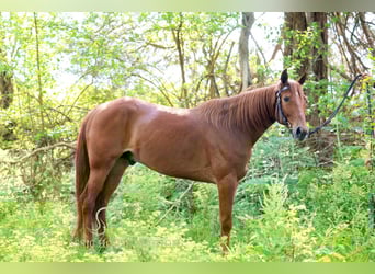 Missouri Foxtrotter, Wallach, 10 Jahre, 152 cm, Rotfuchs