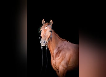 Missouri Foxtrotter, Wallach, 10 Jahre, 152 cm, Rotfuchs