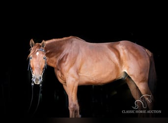 Missouri Foxtrotter, Wallach, 10 Jahre, 152 cm, Rotfuchs
