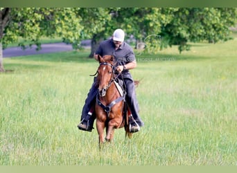 Missouri Foxtrotter, Wallach, 10 Jahre, 152 cm, Rotfuchs
