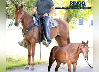 Missouri Foxtrotter, Wallach, 10 Jahre, 152 cm, Rotfuchs