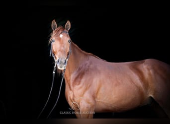 Missouri Foxtrotter, Wallach, 10 Jahre, 152 cm, Rotfuchs