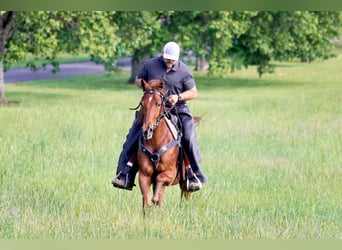 Missouri Foxtrotter, Wallach, 10 Jahre, 152 cm, Rotfuchs