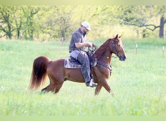 Missouri Foxtrotter, Wallach, 10 Jahre, 152 cm, Rotfuchs