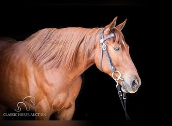Missouri Foxtrotter, Wallach, 10 Jahre, 152 cm, Rotfuchs