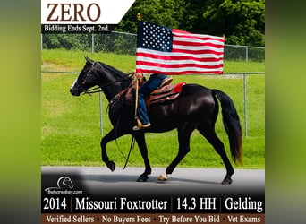 Missouri Foxtrotter, Wallach, 12 Jahre, 150 cm, Rappe
