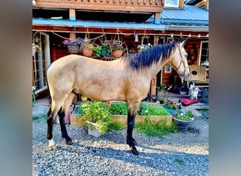 Missouri Foxtrotter, Wallach, 12 Jahre, 152 cm, Buckskin