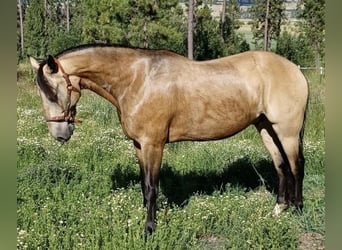 Missouri Foxtrotter, Wallach, 12 Jahre, 152 cm, Buckskin