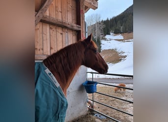 Missouri Foxtrotter, Wallach, 12 Jahre, 157 cm, Fuchs