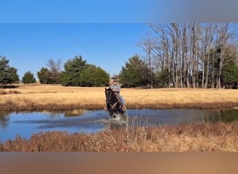 Missouri Foxtrotter, Wallach, 12 Jahre, 157 cm, Rappe