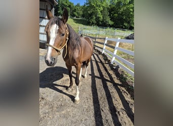 Missouri Foxtrotter, Wallach, 12 Jahre, Rotbrauner
