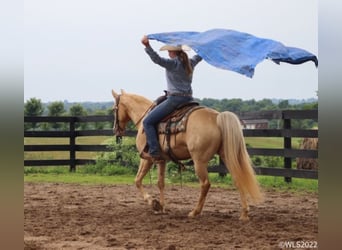 Missouri Foxtrotter, Wallach, 13 Jahre, 152 cm, Palomino