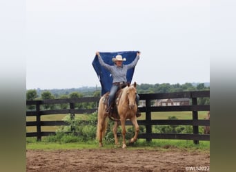 Missouri Foxtrotter, Wallach, 13 Jahre, 152 cm, Palomino