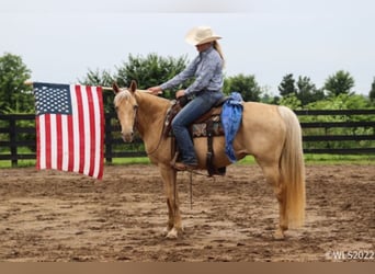 Missouri Foxtrotter, Wallach, 13 Jahre, 152 cm, Palomino