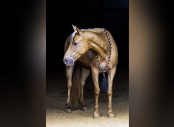 Missouri Foxtrotter, Wallach, 13 Jahre, 152 cm, Palomino