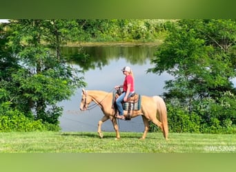 Missouri Foxtrotter, Wallach, 13 Jahre, 152 cm, Palomino