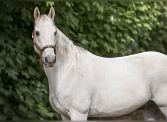Missouri Foxtrotter, Wallach, 13 Jahre, 160 cm, Apfelschimmel