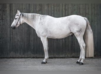 Missouri Foxtrotter, Wallach, 13 Jahre, 160 cm, Apfelschimmel