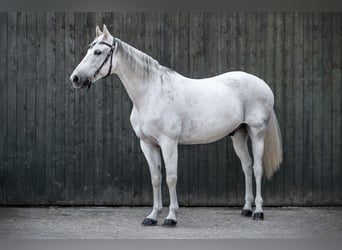 Missouri Foxtrotter, Wallach, 13 Jahre, 160 cm, Apfelschimmel