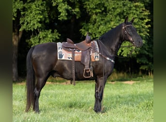 Missouri Foxtrotter, Wallach, 14 Jahre, 152 cm, Rappe