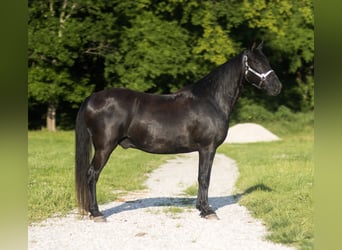 Missouri Foxtrotter, Wallach, 14 Jahre, 152 cm, Rappe