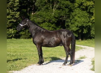 Missouri Foxtrotter, Wallach, 14 Jahre, 152 cm, Rappe