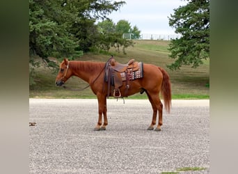 Missouri Foxtrotter, Wallach, 14 Jahre, 152 cm, Rotfuchs