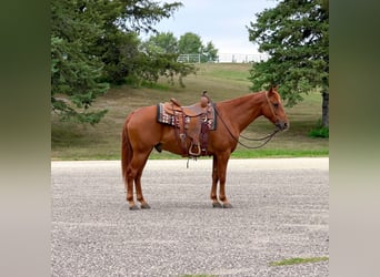 Missouri Foxtrotter, Wallach, 14 Jahre, 152 cm, Rotfuchs