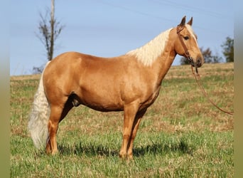 Missouri Foxtrotter, Wallach, 14 Jahre, 155 cm, Palomino