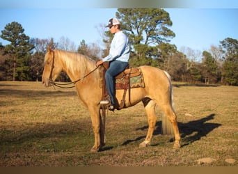 Missouri Foxtrotter, Wallach, 14 Jahre, 155 cm, Palomino