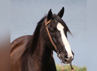 Missouri Foxtrotter, Wallach, 14 Jahre, Rappe