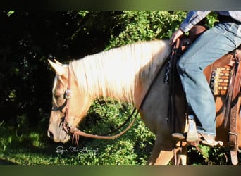 Missouri Foxtrotter, Wallach, 15 Jahre, 152 cm, Palomino