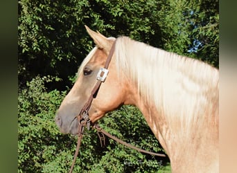 Missouri Foxtrotter, Wallach, 15 Jahre, 152 cm, Palomino