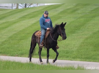 Missouri Foxtrotter, Wallach, 15 Jahre, 152 cm, Rappe