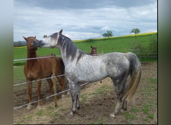 Missouri Foxtrotter, Wallach, 15 Jahre, 153 cm, Apfelschimmel