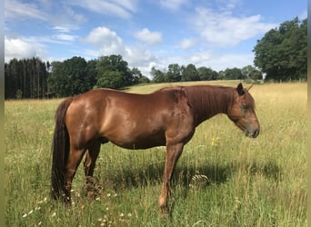 Missouri Foxtrotter, Wallach, 17 Jahre, 160 cm, Fuchs
