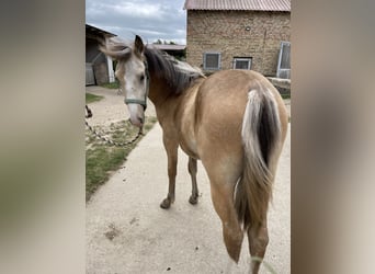Missouri Foxtrotter, Wallach, 1 Jahr, Buckskin