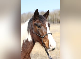 Missouri Foxtrotter, Wallach, 3 Jahre, 142 cm, Tobiano-alle-Farben