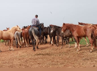 Missouri Foxtrotter, Wallach, 4 Jahre, 163 cm, Roan-Blue