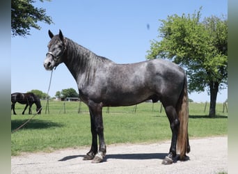 Missouri Foxtrotter, Wallach, 4 Jahre, 163 cm, Roan-Blue