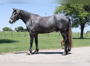 Missouri Foxtrotter, Wallach, 4 Jahre, 163 cm, Roan-Blue