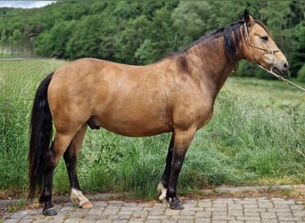Missouri Foxtrotter, Wallach, 5 Jahre, 153 cm, Falbe