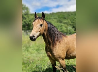 Missouri Foxtrotter, Wallach, 5 Jahre, 153 cm, Falbe