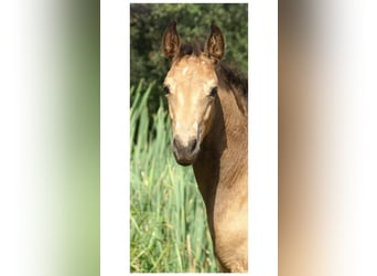 Missouri Foxtrotter, Wallach, 5 Jahre, 153 cm, Falbe