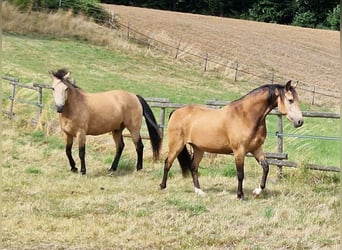 Missouri Foxtrotter, Wallach, 5 Jahre, 153 cm, Falbe