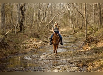 Missouri Foxtrotter, Wallach, 6 Jahre, 142 cm, Rotfuchs