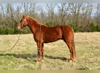 Missouri Foxtrotter, Wallach, 6 Jahre, 142 cm, Rotfuchs