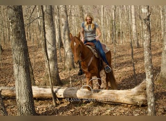Missouri Foxtrotter, Wallach, 6 Jahre, 142 cm, Rotfuchs